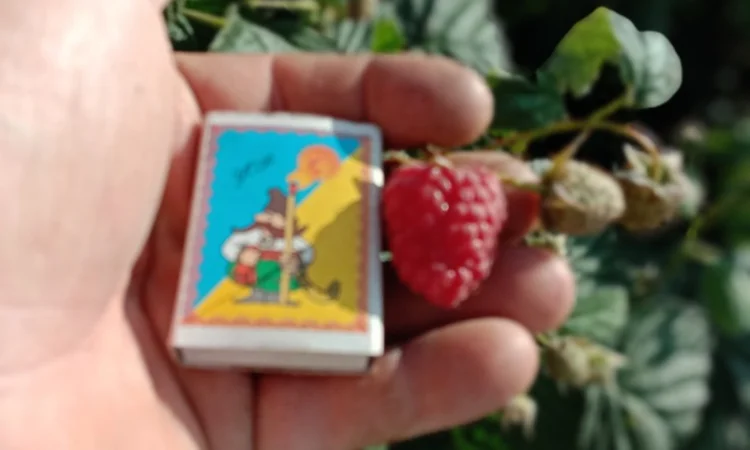 Саджанці малинки та полунички - фото № 6