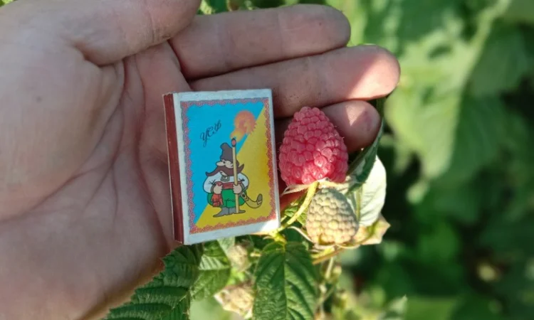 Саджанці малинки та полунички - фото № 7