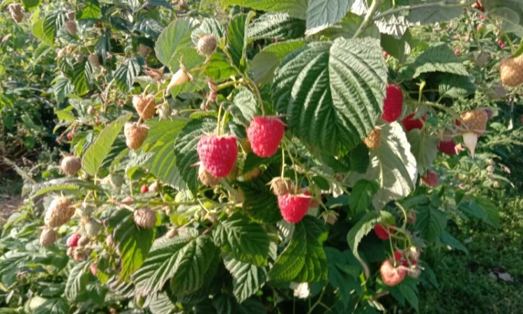 Саджанці малинки та полунички - фото № 8