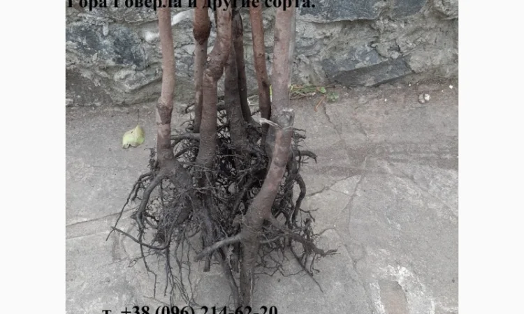 Саженцы хурмы - фото № 1