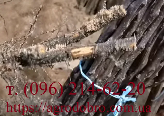 Саженцы хурмы разных сортов на продажу - фото № 4