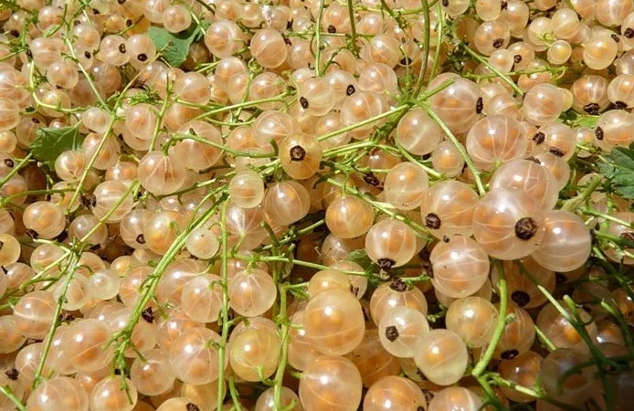 Продам саженцы калины - фото № 11