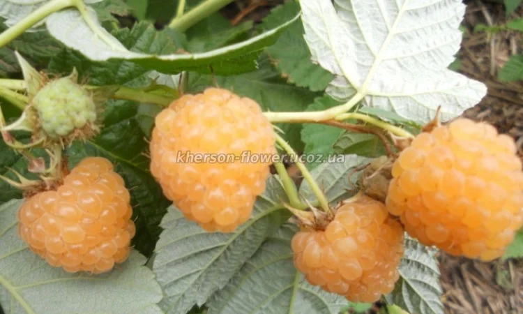 Продам саженцы калины - фото № 15