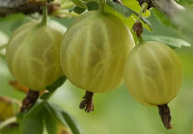 Продам саженцы калины - фото № 1