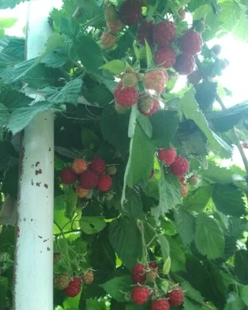 Продам саженцы калины - фото № 6