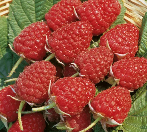 Продам садженці малин та полуниці - фото № 2