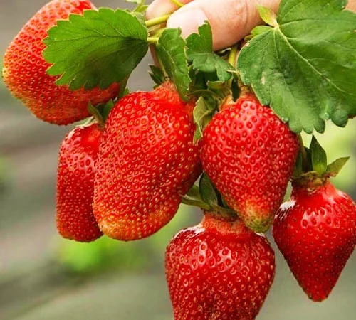 Продам садженці малин та полуниці - фото № 3