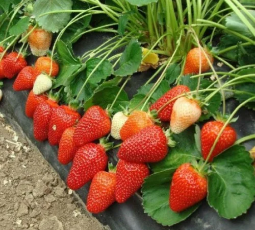 Продам садженці малин та полуниці - фото № 4