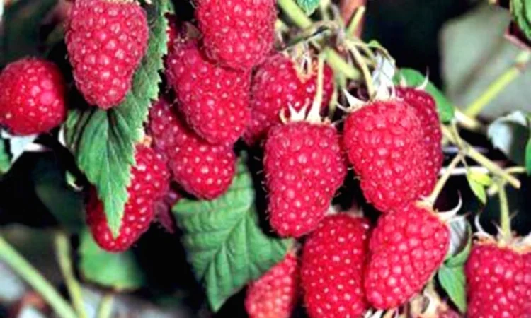 Продам садженці малин та полуниці - фото № 5