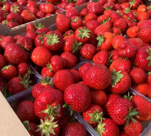 Продам садженці малин та полуниці - фото № 6