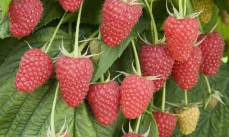 Продам садженці малин та полуниці - фото № 7