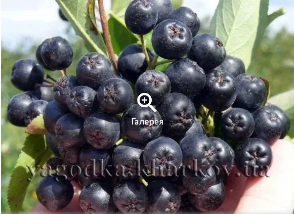 Саженцы черноплодной рябины (аронии) в продаже - фото № 2