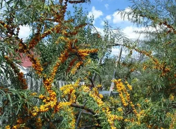 Саженцы облепихи Великан - качественные и продуктивные - фото № 2