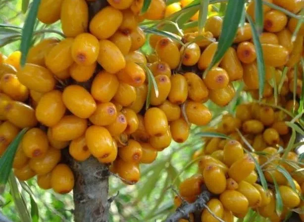 Саженцы облепихи Великан - качественные и продуктивные - фото № 3