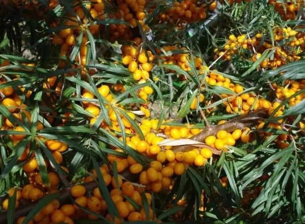 Саженцы облепихи Великан - качественные и продуктивные - фото № 4