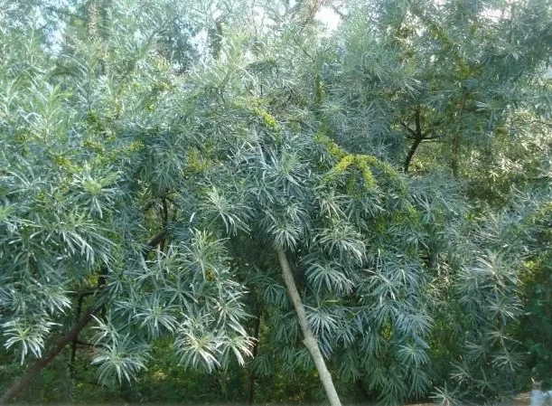 Саженцы облепихи Великан - качественные и продуктивные - фото № 5