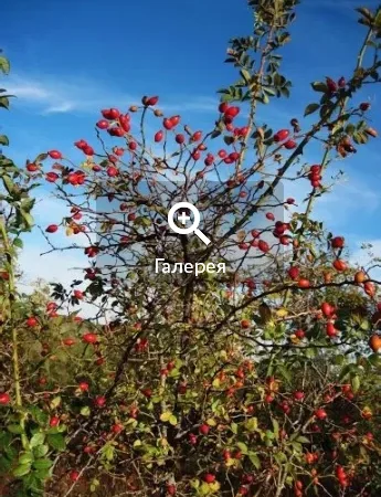 Саджанці шипшини - крупноплідні та високоврожайні - фото № 1