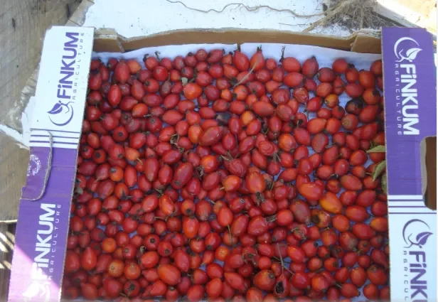 Саджанці шипшини - крупноплідні та високоврожайні - фото № 3