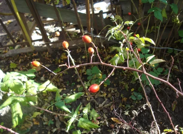 Саджанці шипшини - крупноплідні та високоврожайні - фото № 4