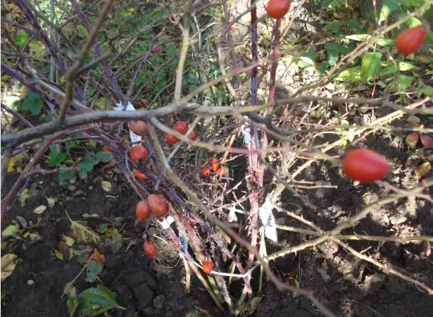 Саджанці шипшини - крупноплідні та високоврожайні - фото № 5