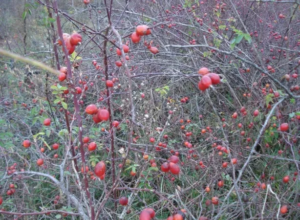 Саджанці шипшини - крупноплідні та високоврожайні - фото № 6