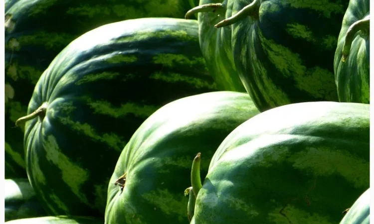 Насіння кавуна Скарб, 1 кг - фото № 1