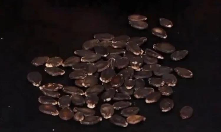 Насіння кавуна Скарб, 1 кг - фото № 2