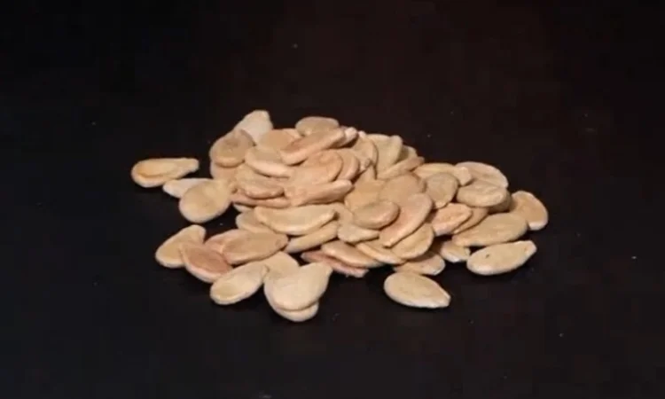 Насіння кавуна Чумак, 1 кг - фото № 3