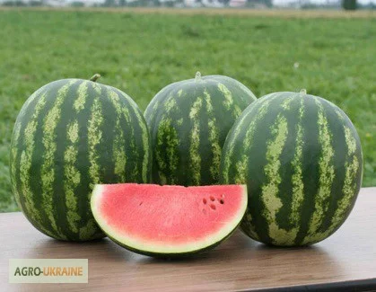 Продаются семена арбуза Кримстар F1 от производителя Sakata - фото № 1