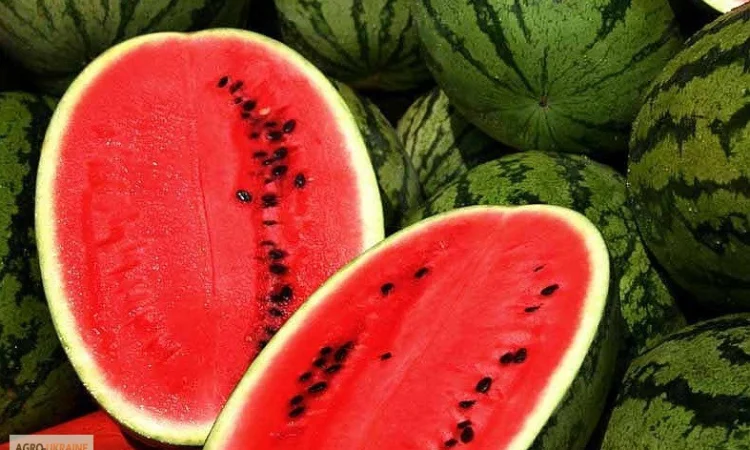 Продам семена Арбуз Антем F1 (Hollar Seeds, США) - фото № 1