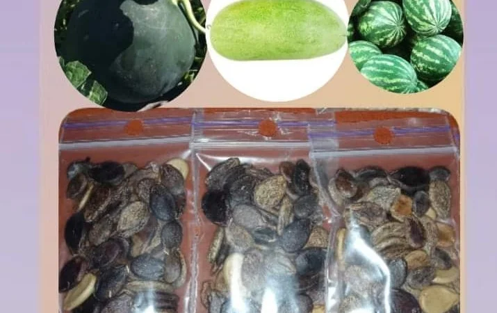 Посадкове насіння кавун - фото № 1