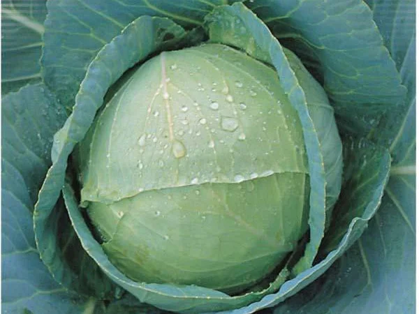 Продам семена Капуста белокочанная поздняя Анкома F1 - фото № 1