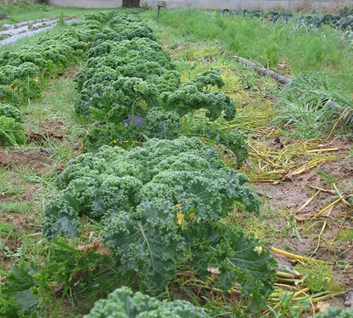 Продам семена капусты Кале Луговой жаворонок - фото № 1