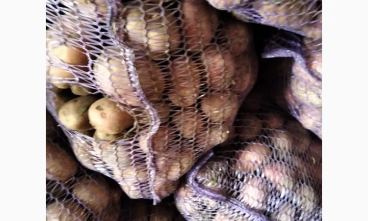 Закупівля борщового набору, товарний картопля 3000 тонн - фото № 1