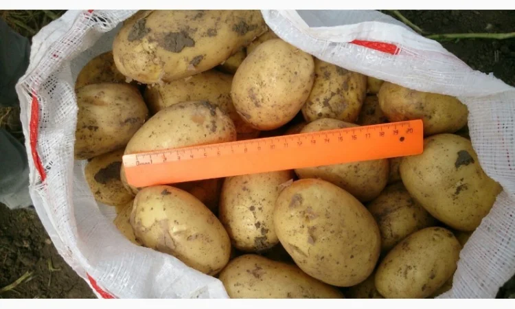 Закупівля борщового набору, товарний картопля 3000 тонн - фото № 2