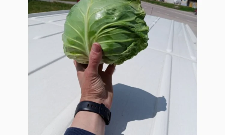 Закупівля борщового набору, товарний картопля 3000 тонн - фото № 7