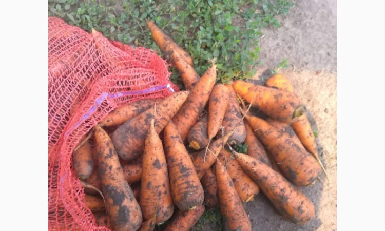 Овоще хранилище закупает борщевой набор. От фермеров и менеденжеров с 20 тонн - фото № 6