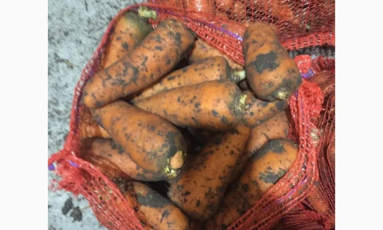 Овоще хранилище закупает борщевой набор. От фермеров и менеденжеров с 20 тонн - фото № 9