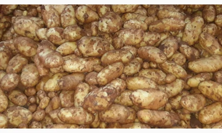 Продам овощи, цитрус и ягоды от поставщика с Греции - фото № 12