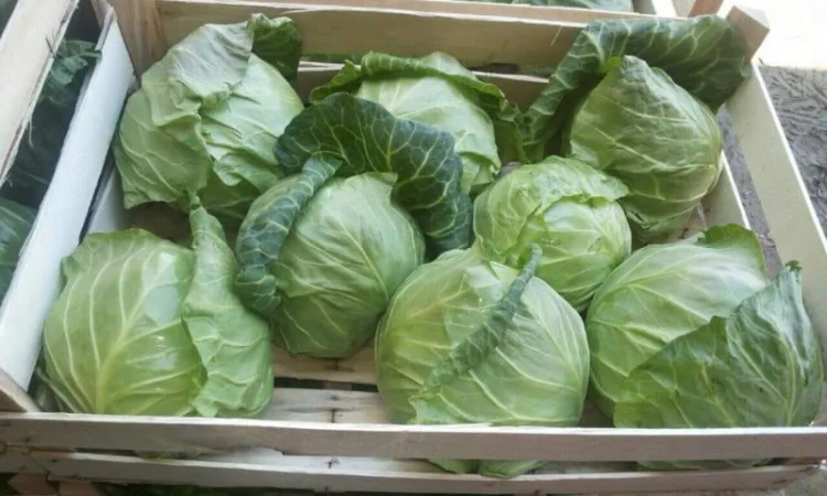 Продам овощи, цитрус и ягоды от поставщика с Греции - фото № 4