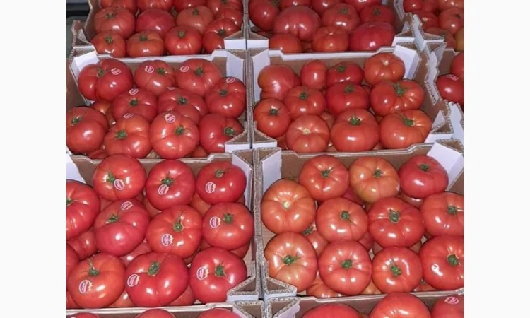 Продам овощи, цитрус и ягоды от поставщика с Греции - фото № 5