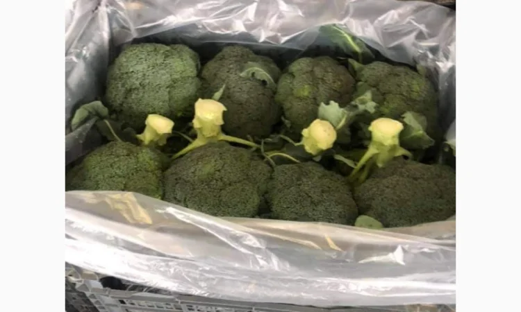 Продам овощи, цитрус и ягоды от поставщика с Греции - фото № 6