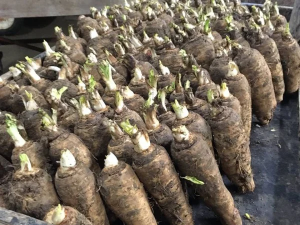 Куплю корінь цикорія - фото № 1