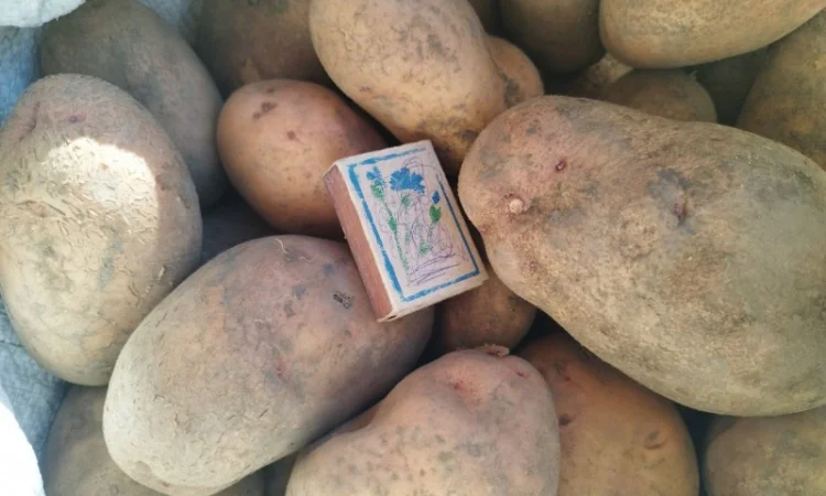 Продам картоплю, буряки червоні - фото № 1