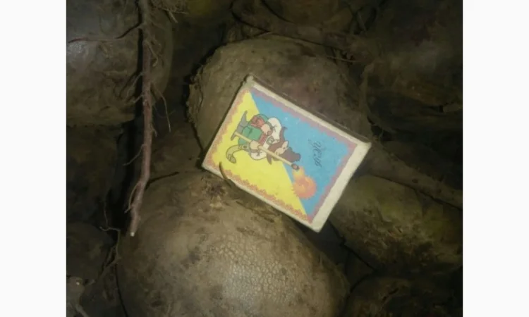 Продам картоплю, буряки червоні - фото № 2