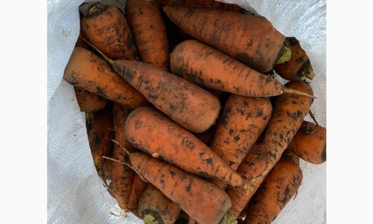 Продажа моркови и лука от поставщика, объем от 10 тонн - фото № 1