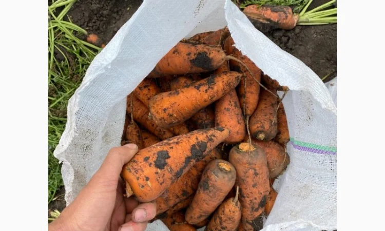 Продажа моркови и лука от поставщика, объем от 10 тонн - фото № 2