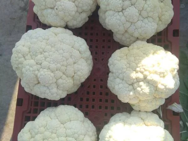 Продажа овощей и фруктов от китайского поставщика – от 20 тонн - фото № 1