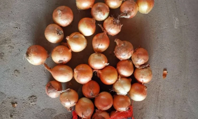 Продажа овощей и фруктов от китайского поставщика – от 20 тонн - фото № 20