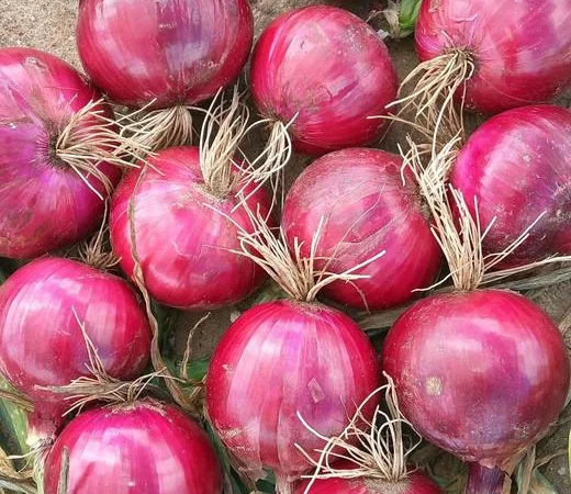 Продажа овощей и фруктов от китайского поставщика – от 20 тонн - фото № 18